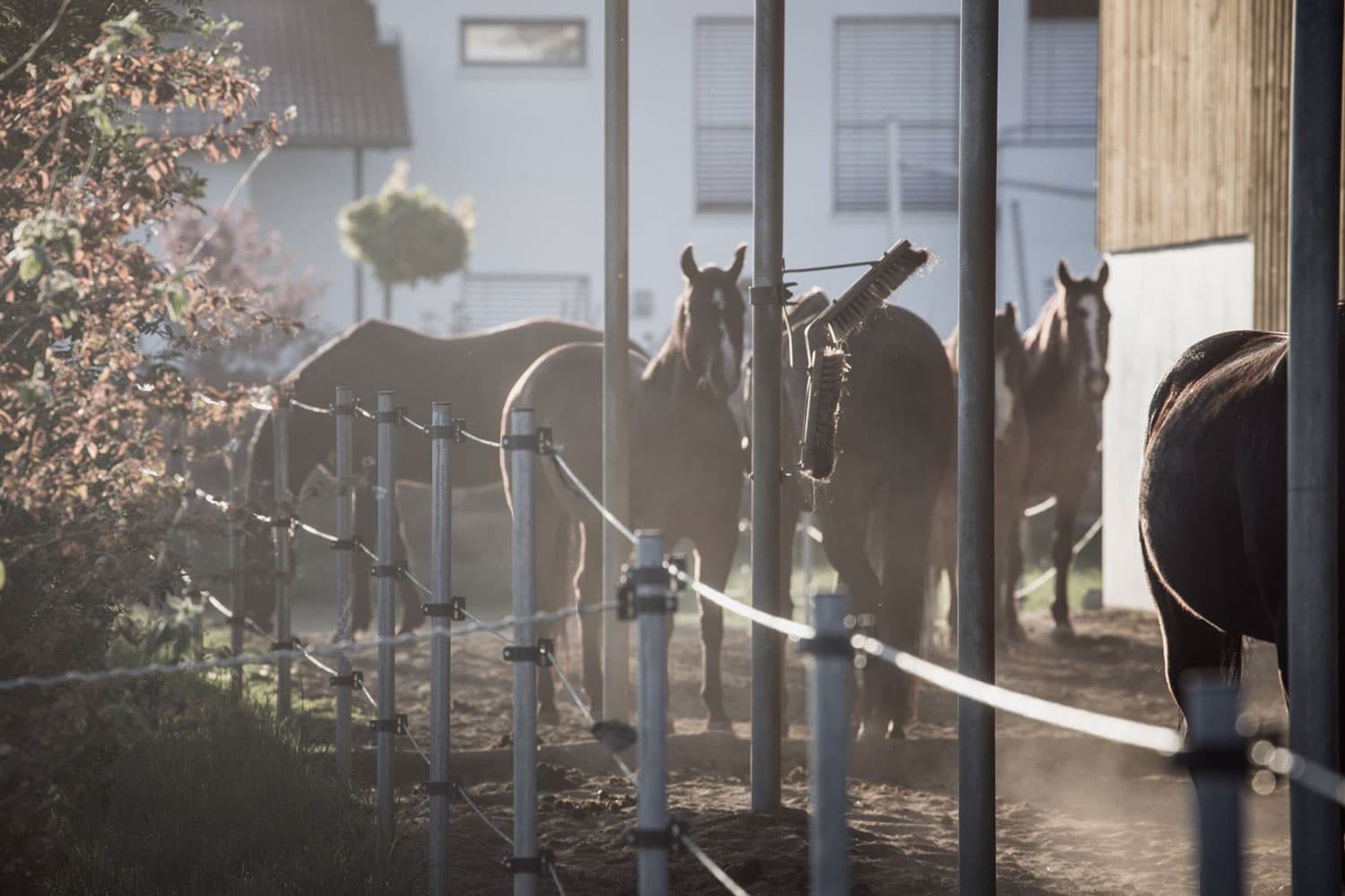 Hofladen Kratzer - Aktivstall für Pferde