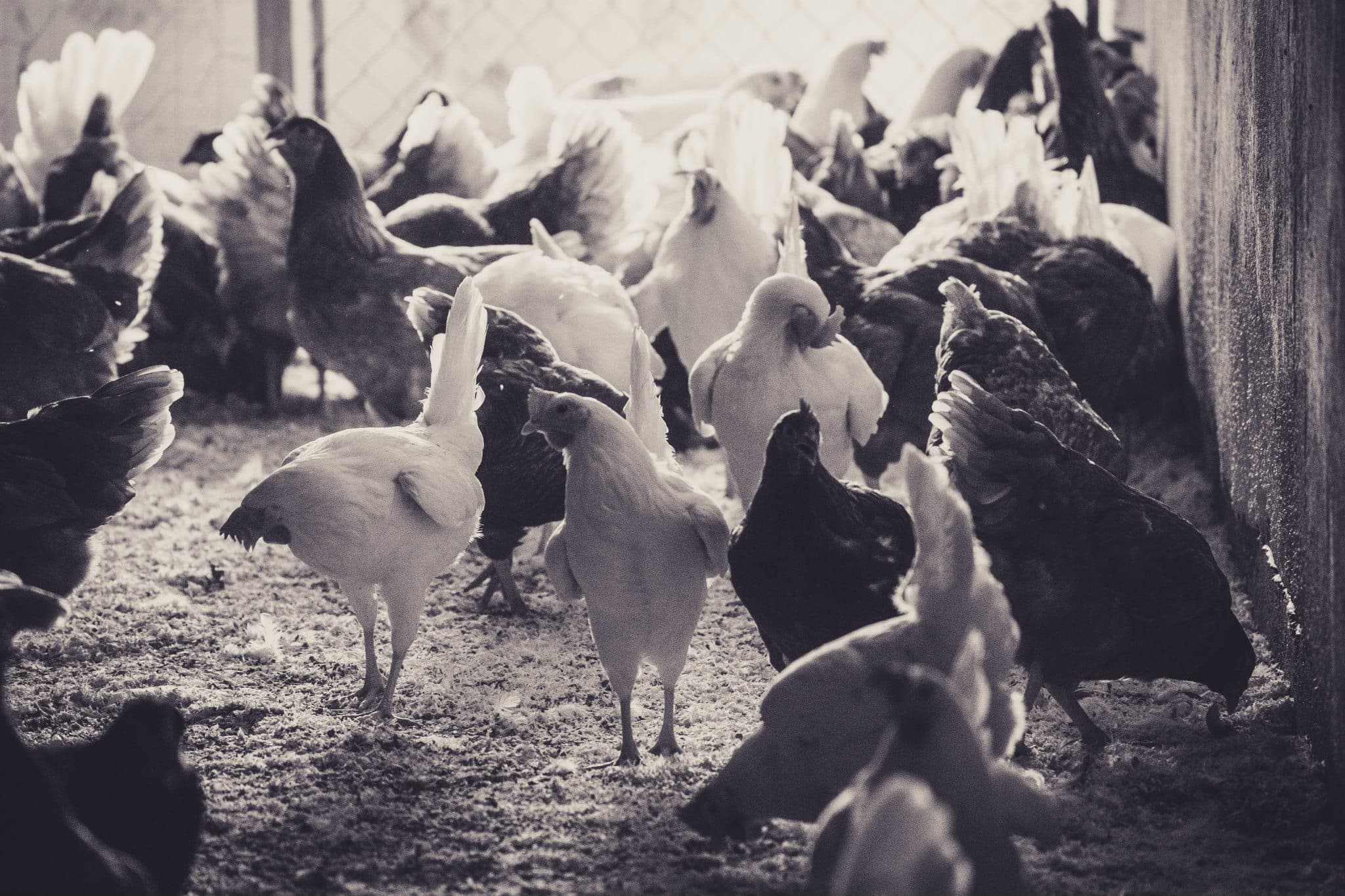 Hofladen Kratzer - Legehennen im Stall