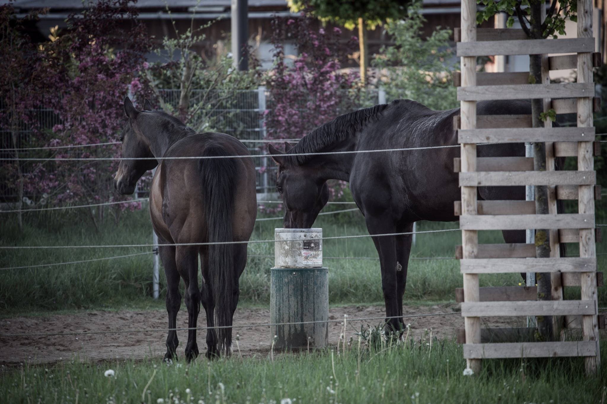 Hofladen Kratzer - Pferdehaltung